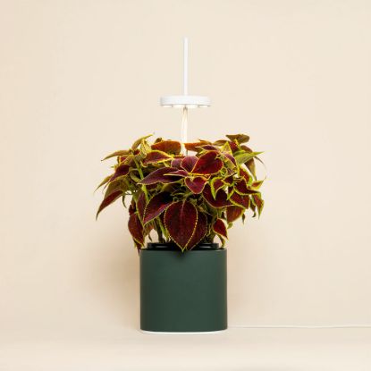 Bild von LED Indoor-Mini-Garten-Set "Nano" Waldgrün (Kapsel: Buntnessel)