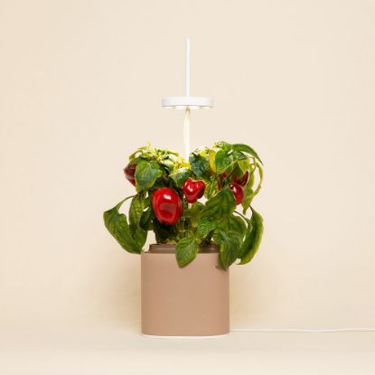 Bild von LED Indoor-Mini-Garten-Set "Nano" Sandgrau (Kapsel: Mini-Paprika)