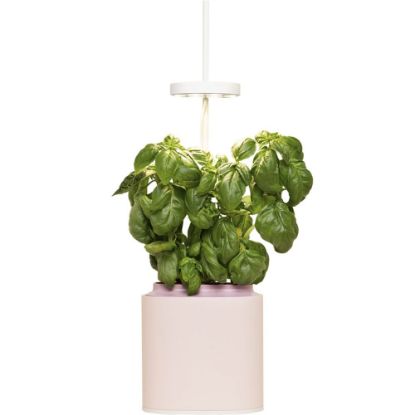 Bild von LED Indoor-Mini-Garten-Set "Nano" Quartzpink (Kapsel: Basilikum)