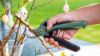 Bild von Gartenschere "EasyPrune"
