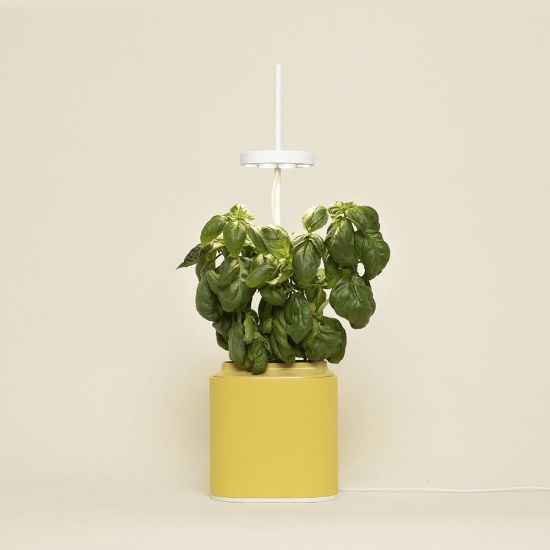 Bild von LED Indoor-Mini-Garten-Set "Nano" Mimosengelb (Kapsel: Basilikum)