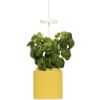 Bild von LED Indoor-Mini-Garten-Set "Nano" Mimosengelb (Kapsel: Basilikum)