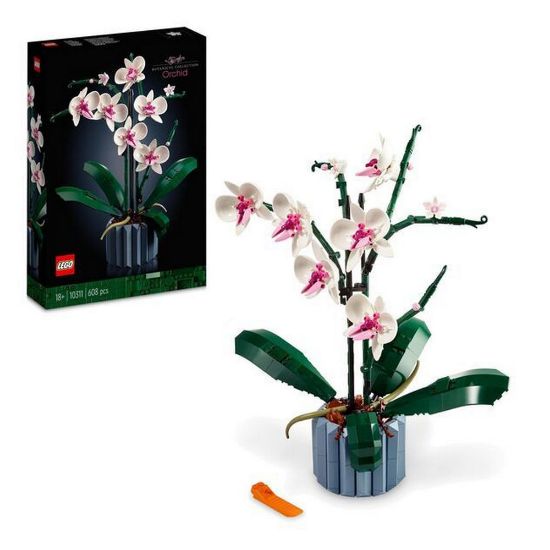 Bild von "Creator" Orchidee