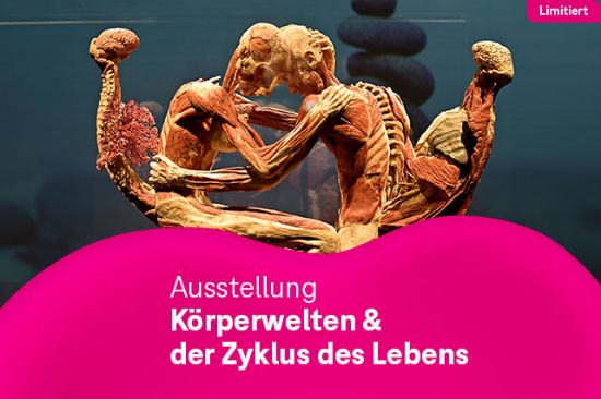 Körperwelten & der Zyklus des Lebens