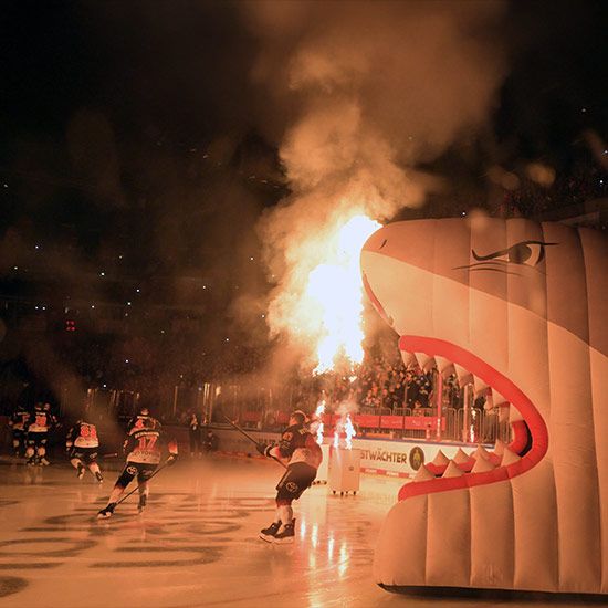 Eishockey-Highlight: Kölner Haie empfangen Dresdner Eislöwen