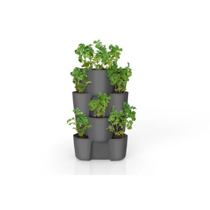 Bild von Kartoffeltopf "Not Only", Pflanztopf 4 Stück, Länge 61 cm